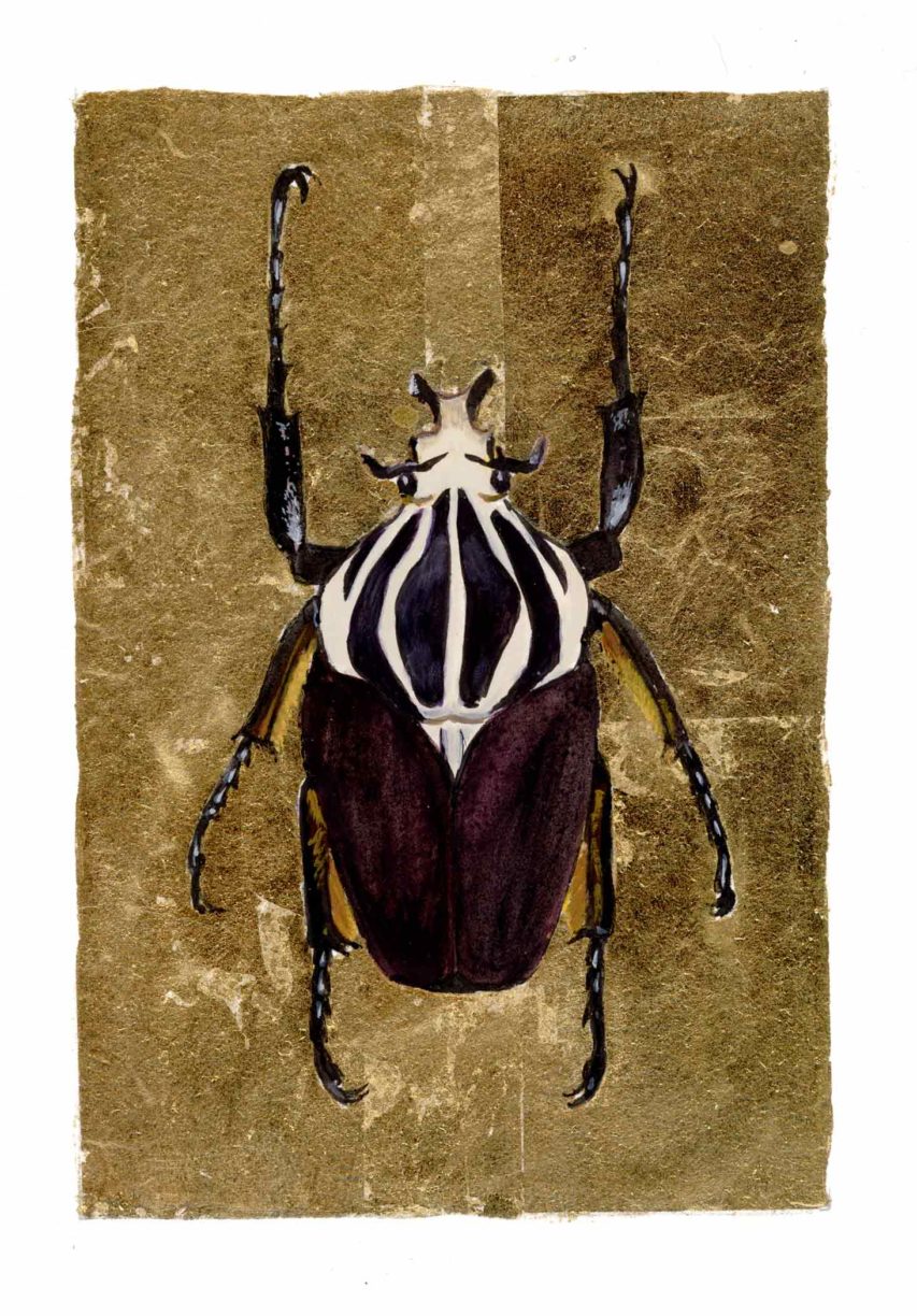 Goliathus goliatus, Gouache with 24k Gold, 4 x 6 inches, Private Collection