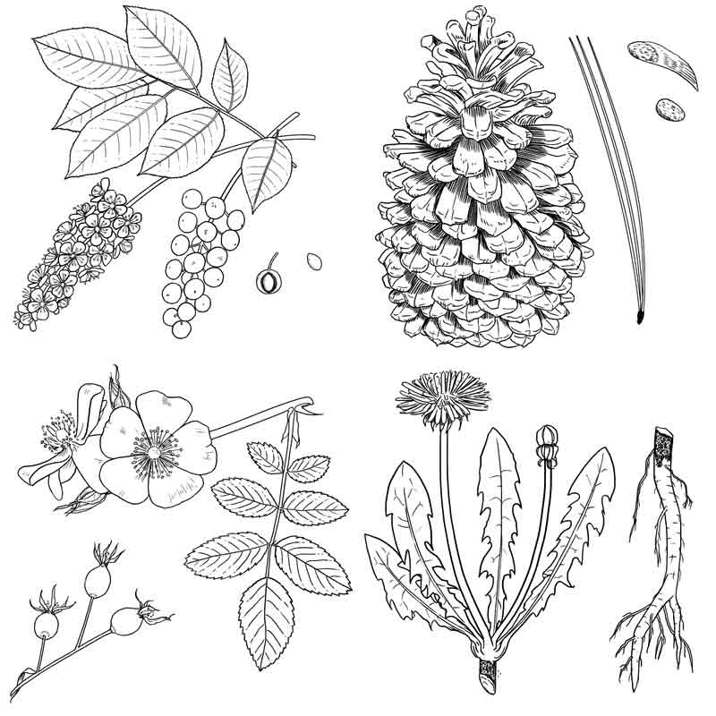 Forager, Black and White Interior Illustrations of foraged plants