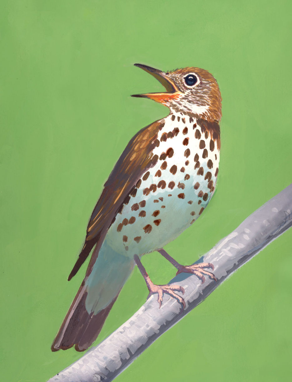 Wood Thrush (Hylocichla mustelina), Gouache, 6.5x8.5 inches, Private Collection