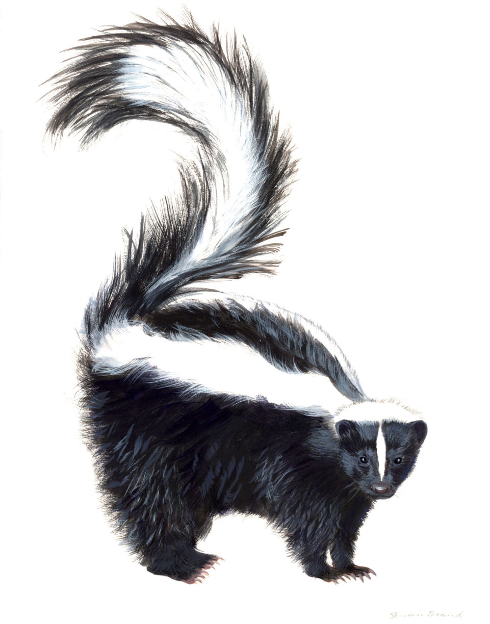 Striped Skunk (Mephitis mephitis), AcrylicGouache, 11 x 14 inches, Private Collection