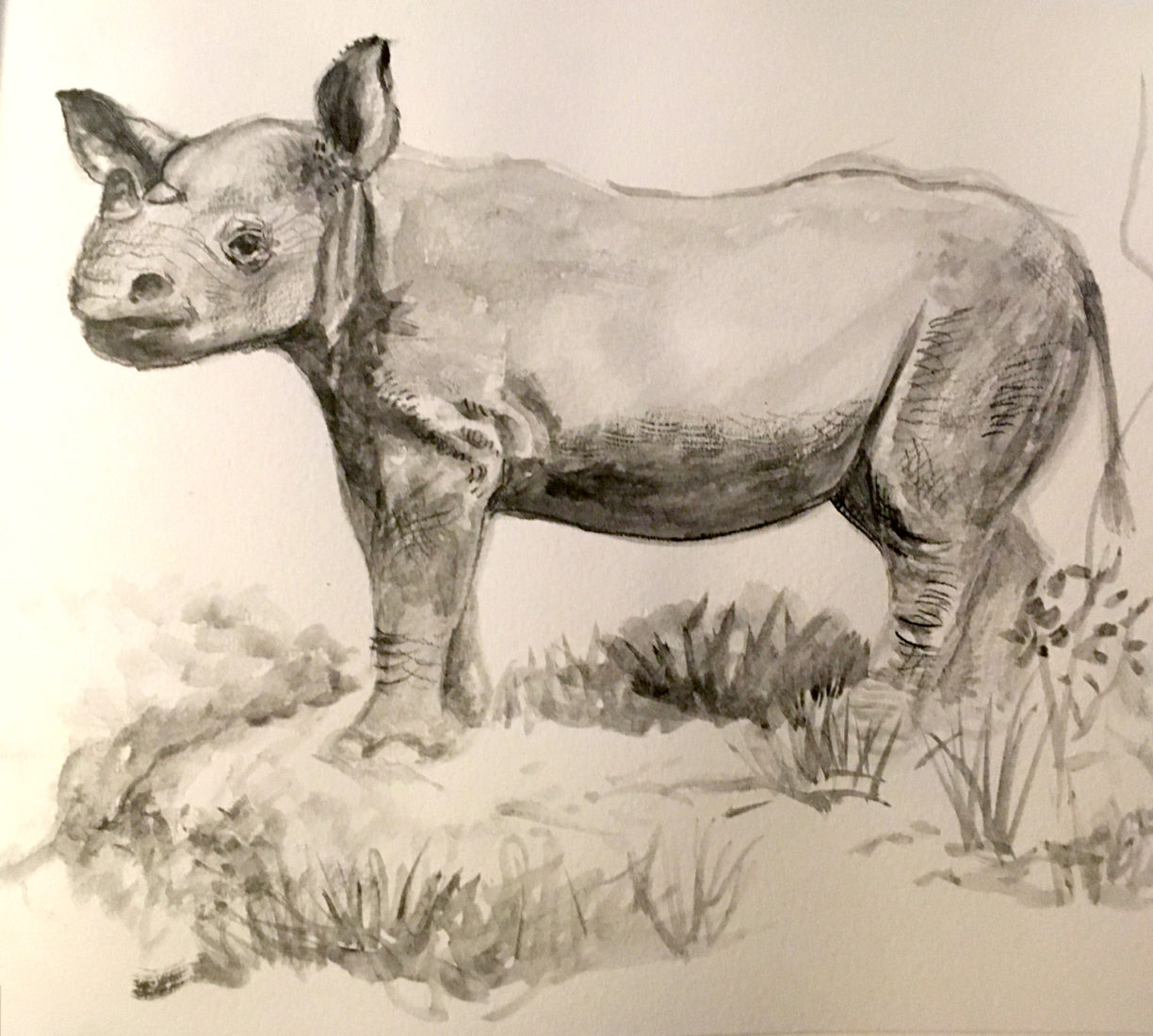 Baby Black Rhino, Graphite, AMNH, NJ, 2019, 8x10 inches