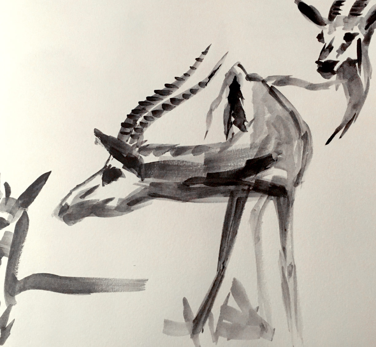 Gazelles, Graphite, AMNH, NJ, 2019, 8x10 inches